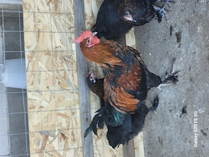 Disponibil cocos marans 