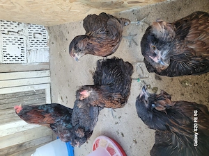 Disponibil și oua de incubat