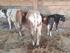 Vand 3 taurasi frumosi - imagine 3