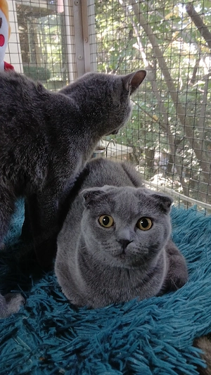 Puiuti pisica rasa british & scotish shorthair , in varsta de 4 luni  - imagine 3