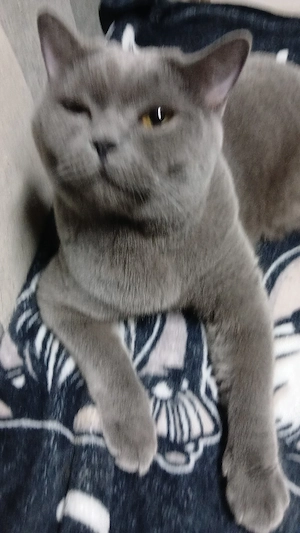 Puiuti pisica rasa british & scotish shorthair , in varsta de 4 luni  - imagine 2