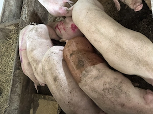 Porci de carne  - imagine 2