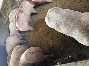 Porci de carne 