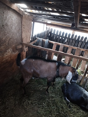 Vând tap  rasa agro nubian pur 1an și 3 luni  2200 - imagine 3
