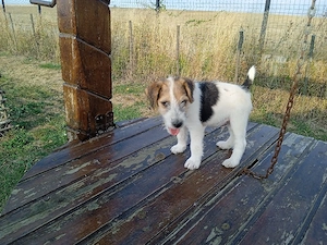 Căței fox terrier 