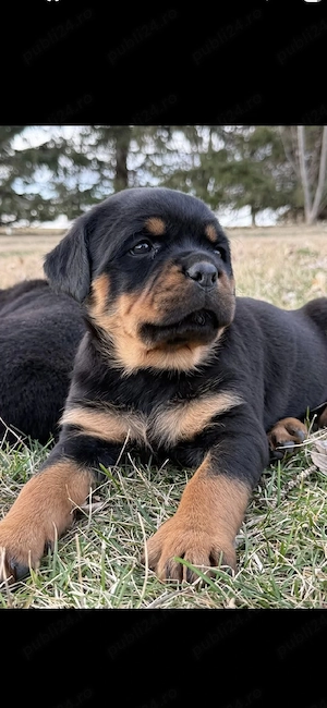 Rottweiler - imagine 2