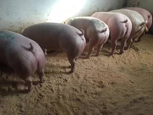 Porci de carne 