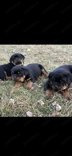 Rottweiler