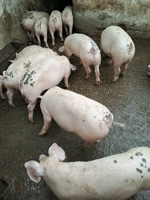 Purcei Suldani Pietran Landrace - imagine 2