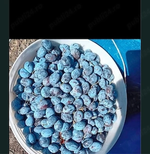 vand prune pentru tuica  palinca 