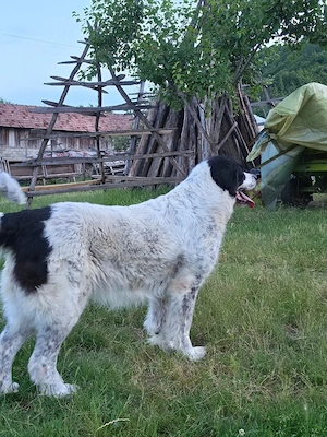 Vand femelă ciobanesc de Bucovina  - imagine 4