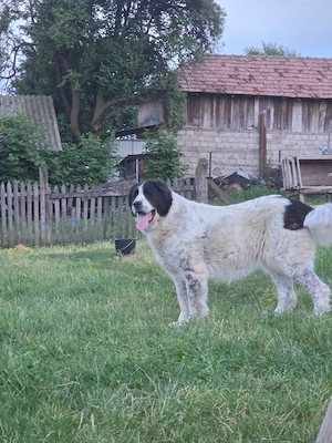 Vand femelă ciobanesc de Bucovina  - imagine 3