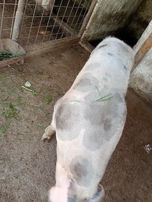 purcea de vanzare