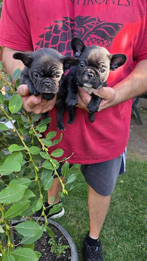 Vând Bulldog francez fetița și baietel