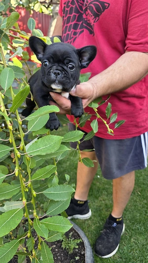 Vând Bulldog francez mascul 6 saptamani 