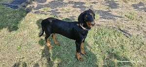 Doberman pincher