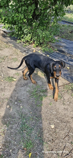 Doberman pincher - imagine 4