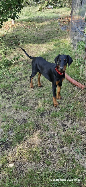 Doberman pincher - imagine 5