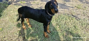 Doberman pincher - imagine 2