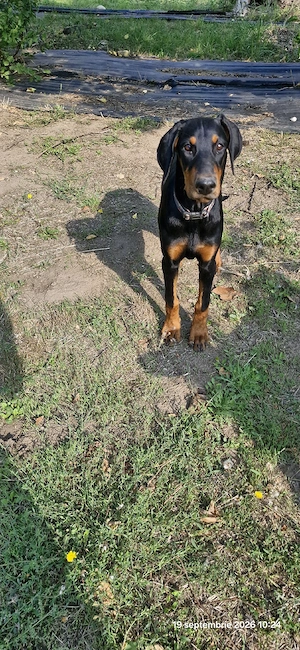 Doberman pincher - imagine 3