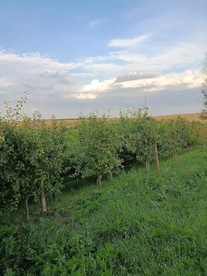 Casa de vânzare Esechioi, com Ostrov 