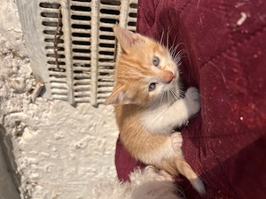 Adoptie pui pisici - imagine 2