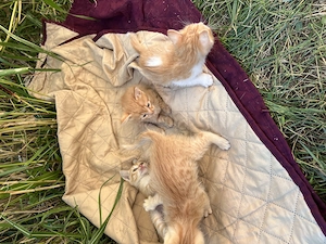 Adoptie pui pisici