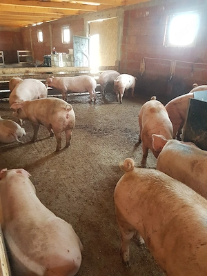 porci de vanzare  - imagine 3