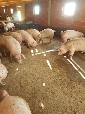 porci de vanzare  - imagine 2