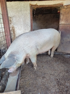 Scroafă de vânzare 