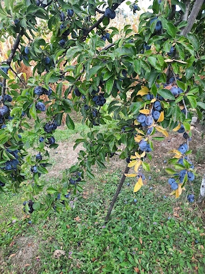  Vand prune pentru tuica