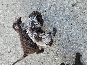Catelusi Lagotto Romagnolo  - imagine 3