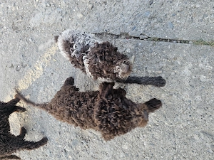 Catelusi Lagotto Romagnolo  - imagine 4