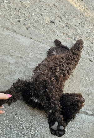 Catelusi Lagotto Romagnolo  - imagine 5
