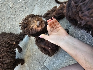 Catelusi Lagotto Romagnolo  - imagine 2