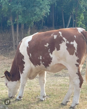 Juninca baltata romaneasca