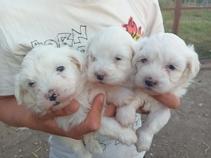 Catei bichon maltez  - imagine 2