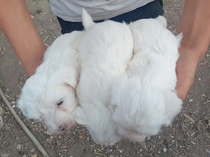 Catei bichon maltez  - imagine 3