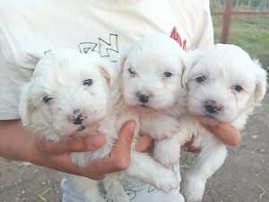 Catei bichon maltez 