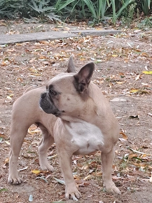 Vand Buldog francez 
