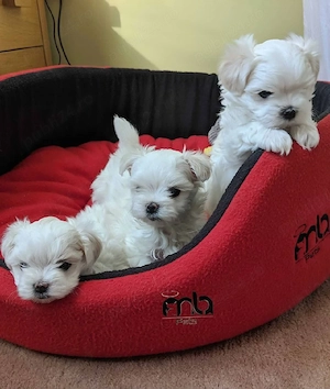 Bichon Maltez mini toy  - imagine 2