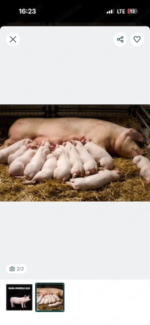 vand 3 porci de 500-600 kg  - imagine 2