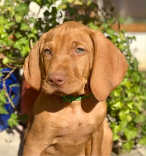 Catei Vizsla maghiara