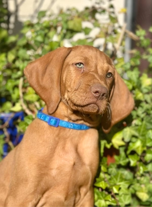 Catei Vizsla maghiara - imagine 2