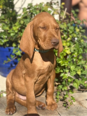 Catei Vizsla maghiara - imagine 4