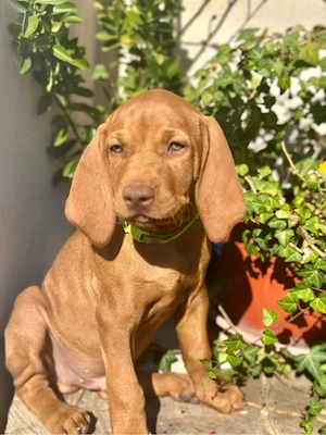 Catei Vizsla maghiara - imagine 5