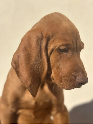 Catei Vizsla maghiara - imagine 3