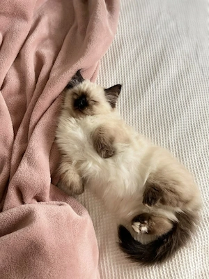 Ragdoll Cappuccino 