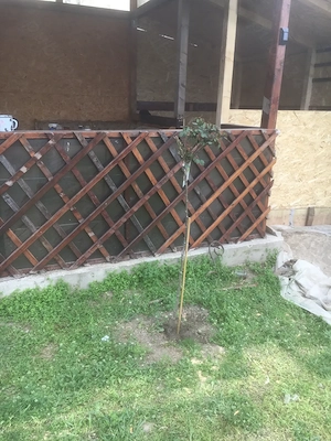 Refugiu la Dunăre: Casa batraneasca si teren generos cu livada 28900   - imagine 3