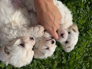 Bichon Maltez - imagine 2